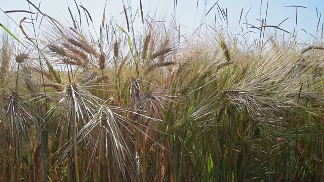 田间大麦穗(Hordeum vulgare)视频素材