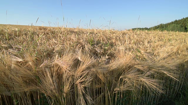 TD /麦田(Hordeum vulgare)视频素材