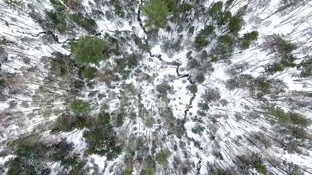 鸟瞰图的森林和河流在冬天视频素材