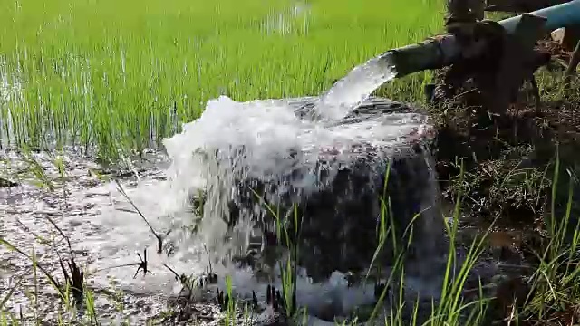 水从管道流入幼苗。视频素材