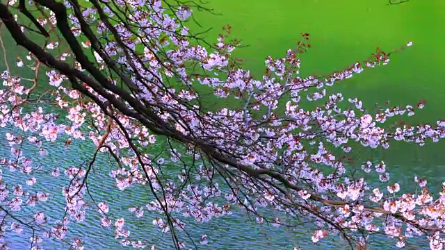 樱花在千鸟渊护城河上摇曳，夕阳照亮了护城河。樱花花瓣四处飘动。视频素材