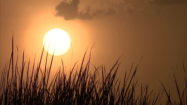 一个低太阳在橙色的天空背景下的长草的剪影的宽镜头视频素材