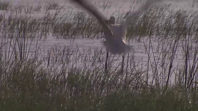 一架鹈鹕在一条闪闪发光的河流上空飞行的大范围跟踪镜头视频素材