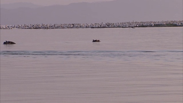 宽跟踪拍摄的两只河马淹没在河里，背景是一群鹈鹕视频素材