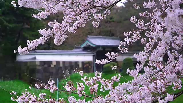 从千鸟渊公园拍摄的摇动的樱花后面的半宗门。视频素材