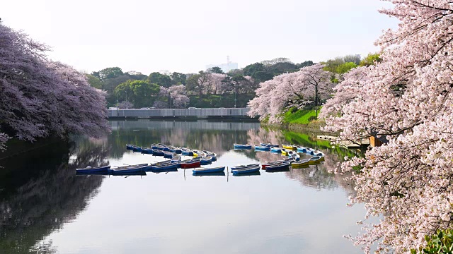 清晨，千鸟福口的樱花环绕在安静的护城河上，一排排的船只漂浮在上面。护城河后可以看到东京高速公路的交通。移动的汽车会反射到护城河。视频素材