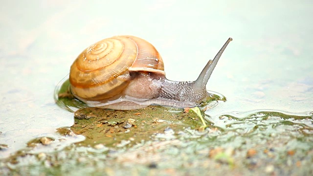 水里的蜗牛视频素材