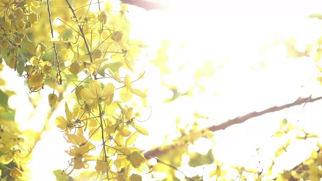 金雨黄花视频素材