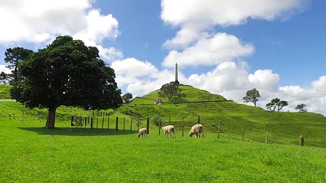 新西兰奥克兰的一棵树山。视频素材