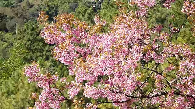 粉红色的樱花视频素材