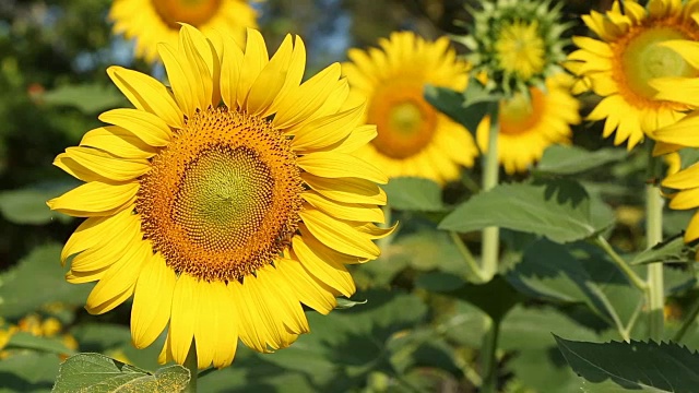 蜜蜂吃向日葵心皮雌蕊视频素材