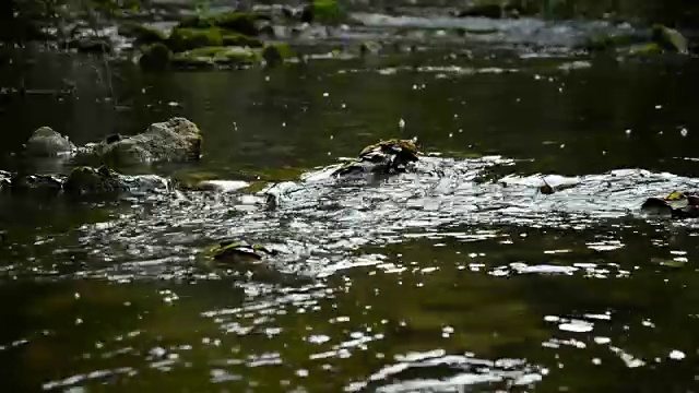 河。秋天视频素材