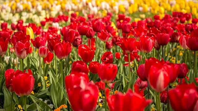 郁金香花的时间流逝视频素材