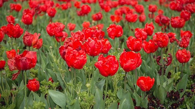 郁金香花的时间流逝视频素材