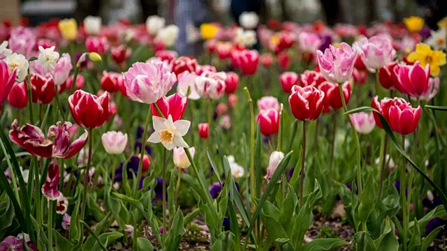 郁金香花的时间流逝视频素材