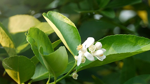 酸橙花视频素材