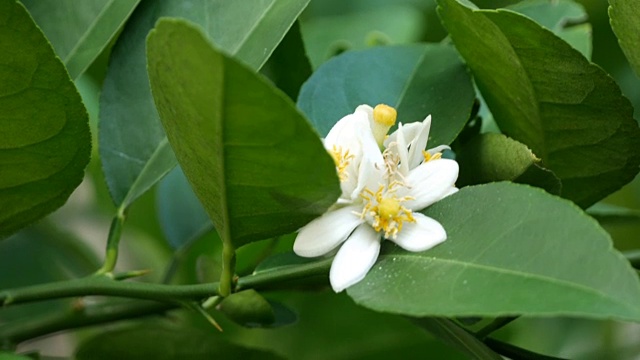 酸橙花视频素材