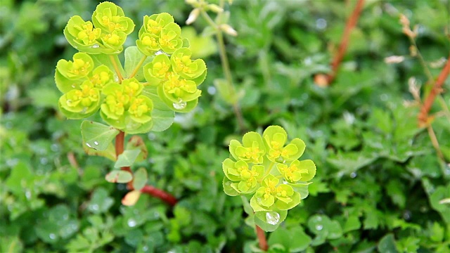 黄色的野花视频素材