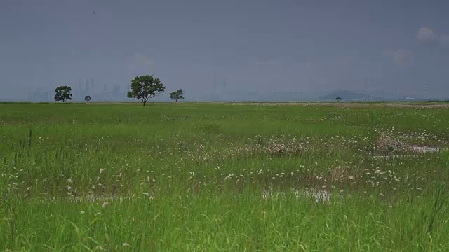 京畿道华城地区的草地和树木视频素材