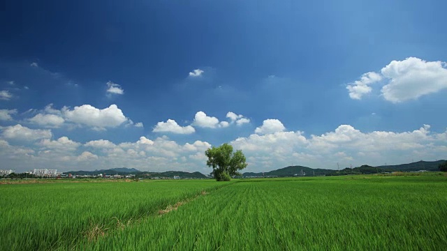 拍摄安山稻田视频素材