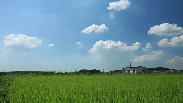 拍摄安山稻田视频素材