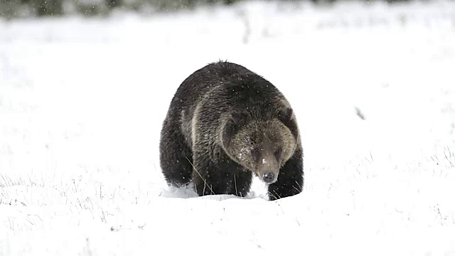 MS拍摄到一只灰熊(Ursus arctos horribilis)穿过刚刚落下的雪走进相机视频素材