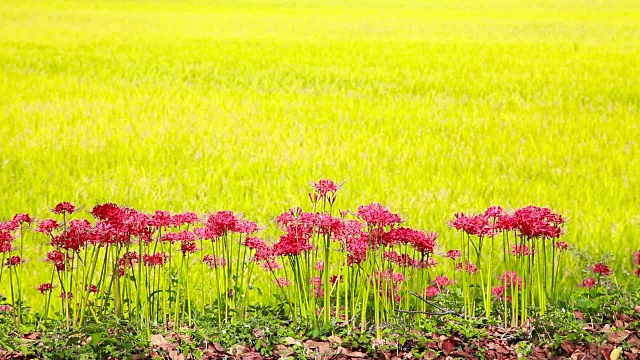 红蜘蛛百合的照片视频素材