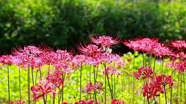 红蜘蛛百合的照片视频素材