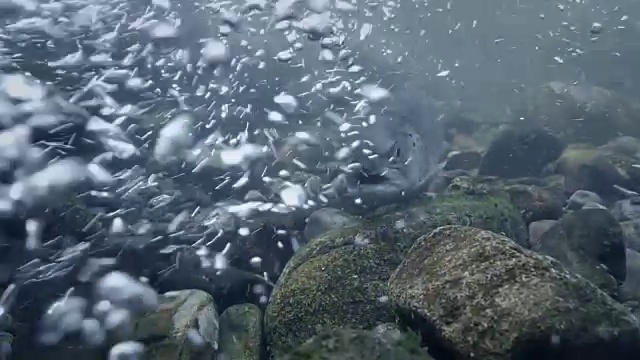 鳟鱼在地上游泳视频素材