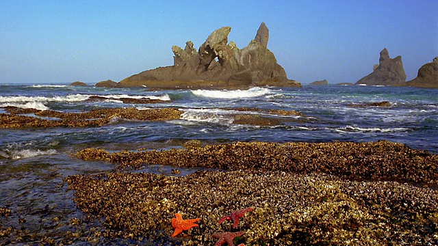 泛波在岩石海湾与海星在前景和大岩层在背景/华盛顿视频素材