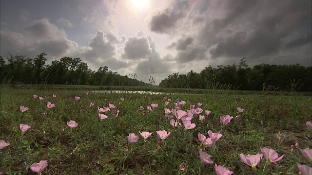 中镜头的粉红色野花在风中飘扬视频素材