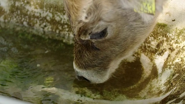 小母牛喝水视频素材