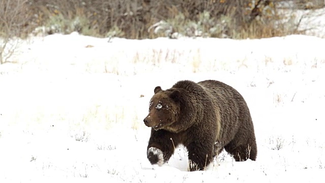 MS/SLOMO拍摄到一只灰熊(Ursus arctos horribilis)走过刚刚落下的雪视频素材