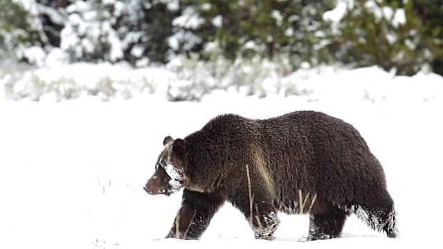 MS/SLOMO拍摄到一只灰熊(Ursus arctos horribilis)走过刚刚落下的雪视频素材