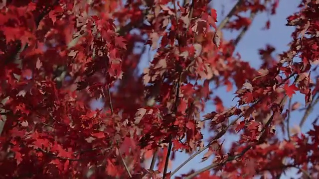 秋天的微风视频素材