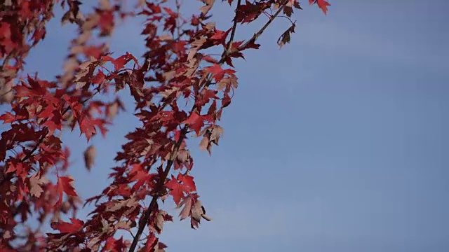 蓝天和红叶视频素材