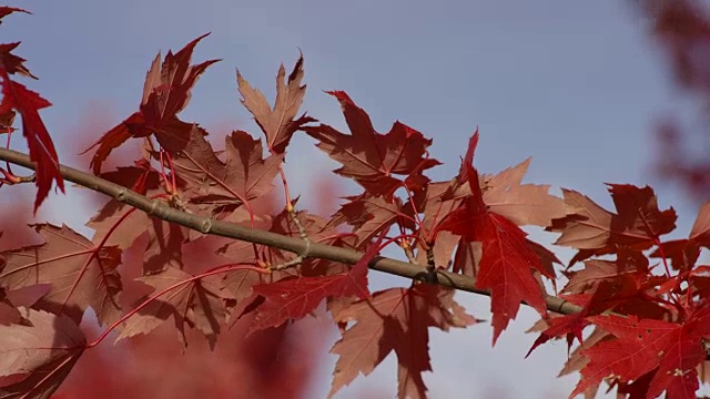 秋天的微风视频素材