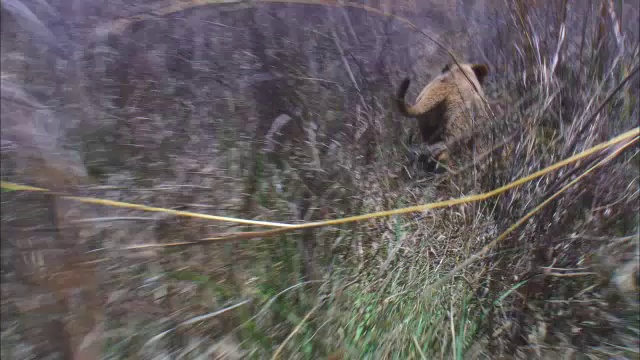 后面跟着两只在草丛中奔跑的非洲狮幼崽视频素材