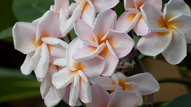 粉色花朵鸡蛋花视频素材