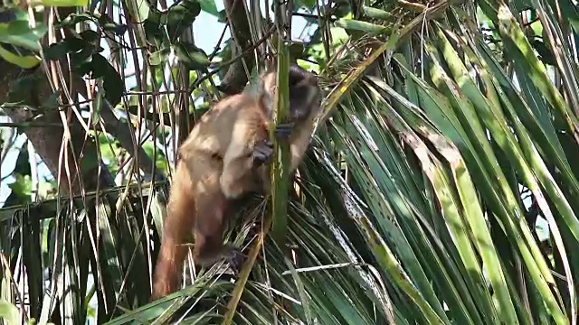 巴西潘塔纳尔黑条纹丛生卷尾猴视频素材