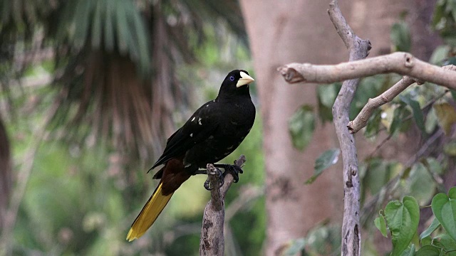 巴西潘塔纳尔，Crested orodra, Pantanal视频素材