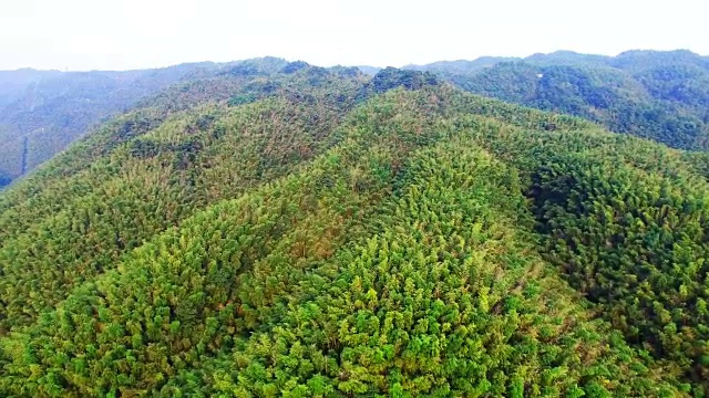 WS航拍中国四川的竹林。视频素材