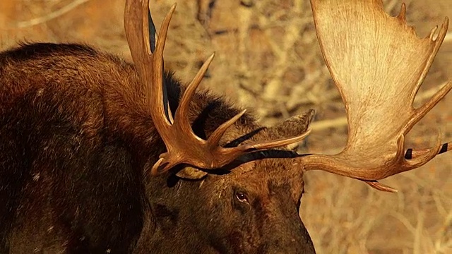 TS/SLOMO拍摄了一只巨大的公驼鹿(Alces Alces)在日落时穿过山艾树丛视频素材