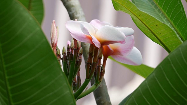 粉色花朵鸡蛋花视频素材