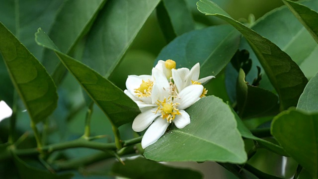 酸橙花视频素材