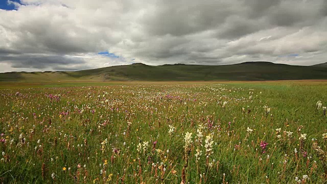 山上开花的草地视频素材