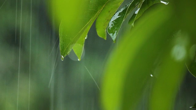 下雨了叶子。视频素材