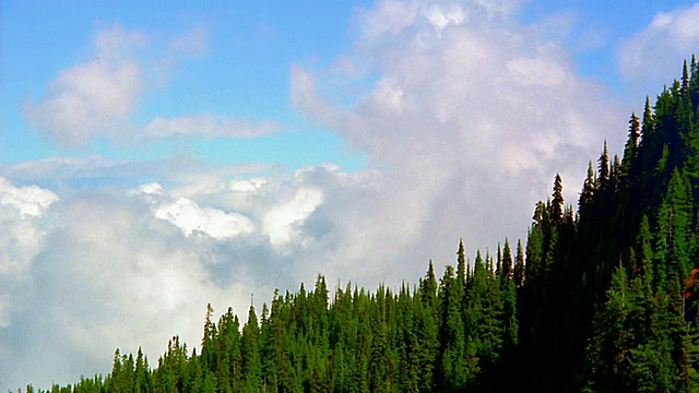 低角度时间流逝云翻滚在树木覆盖的山坡/奥林匹克半岛视频素材