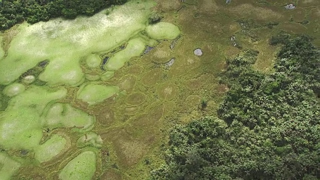 刚果:阿利马河周围草地的图形视频素材