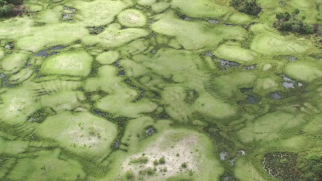 刚果:阿里马河周围草地上的图形视频素材